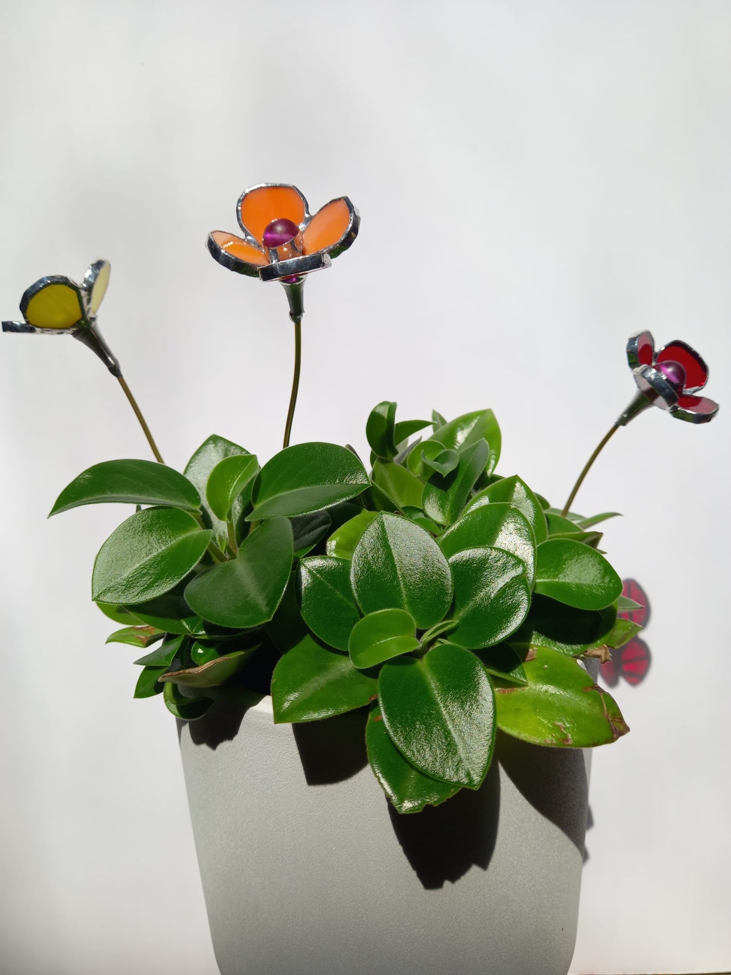 Small Flower Plant-Poke